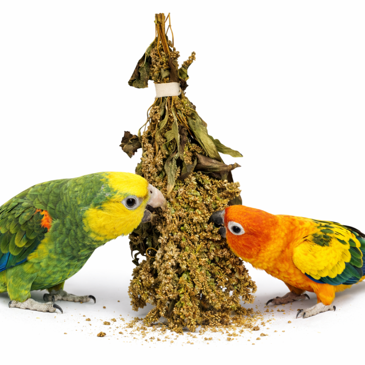 JR FARM Amarantus w kłosach do chrupania dla wszystkich papug 30g od ParrotPlanet.pl