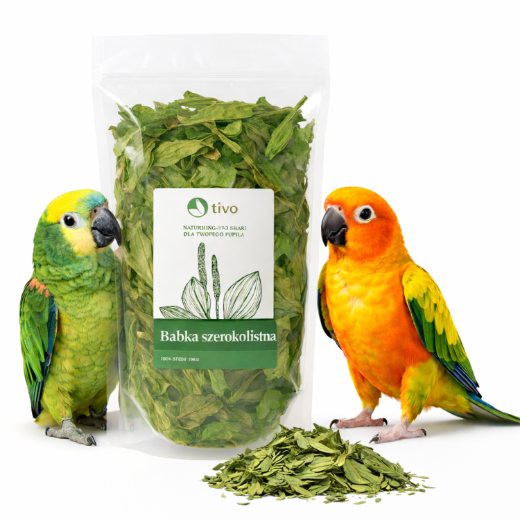 TIVO Babka Szerokolistna – Naturalne Suszone Zioło dla Papug 100 g od ParrotPlanet.pl