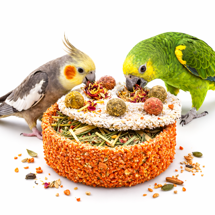 JR FARM PYSZNE CIACHO - bezzbożowe ciastko dla wszystkich papug 200g od parrotplanet.pl