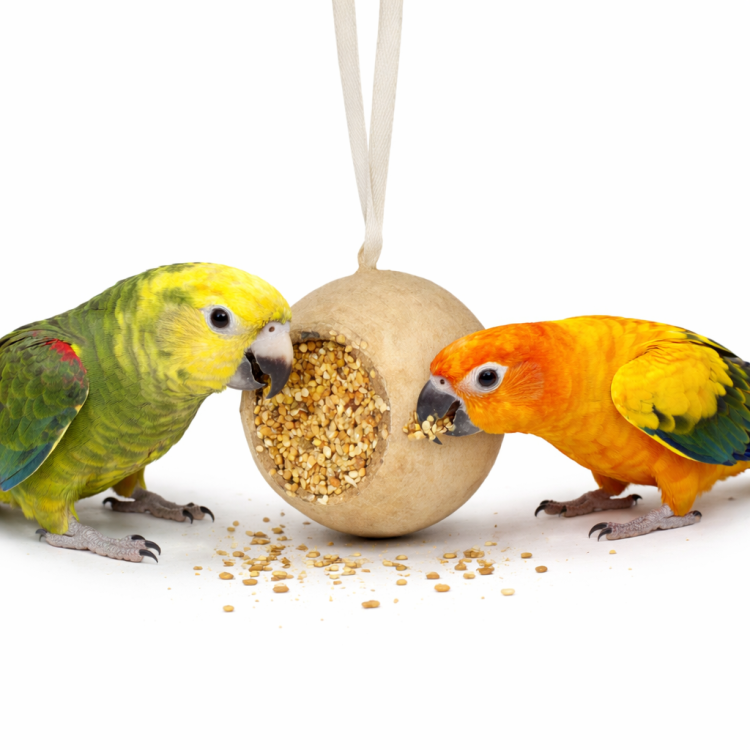 JR FARM Kapsułka Makowa z pysznościami - do zabawy i chrupania dla wszystkich papug 75g od ParrotPlanet.pl