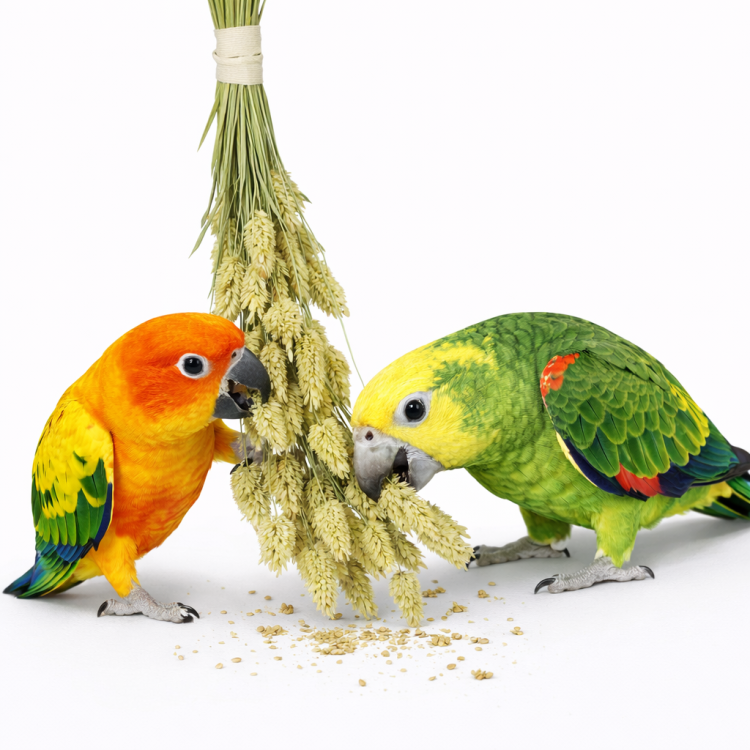 JR FARM Canary Seeds w kłosach do chrupania dla wszystkich papug 20g  od ParrotPlanet.pl