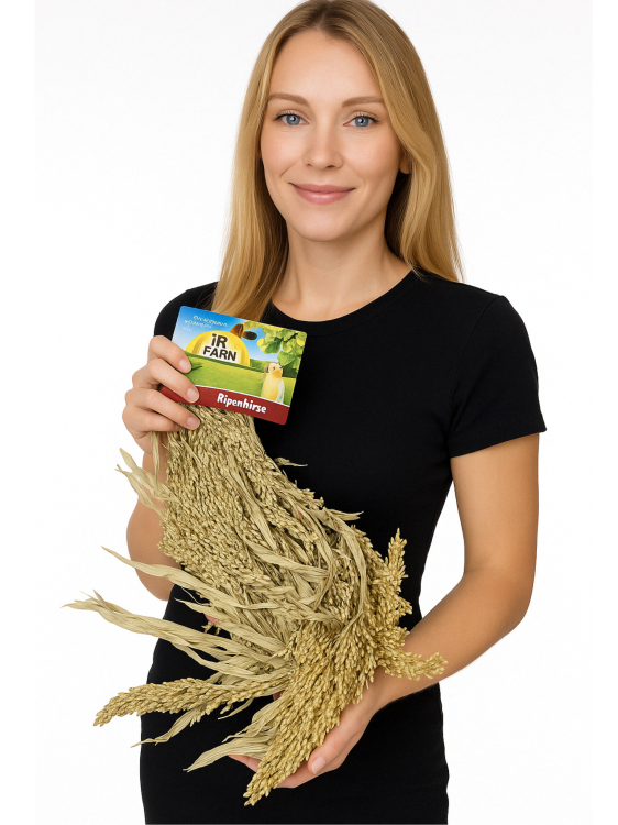 JR FARM Proso rozpierzchłe w kłosach 100 g naturalny przysmak dla gryzoni do żerowania od ParrotPlanet.pl