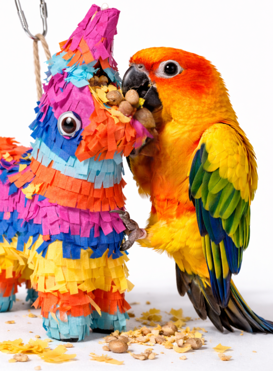 Lama Piniata – zabawka dla małych i średnich papug  od ParrotPlanet.pl