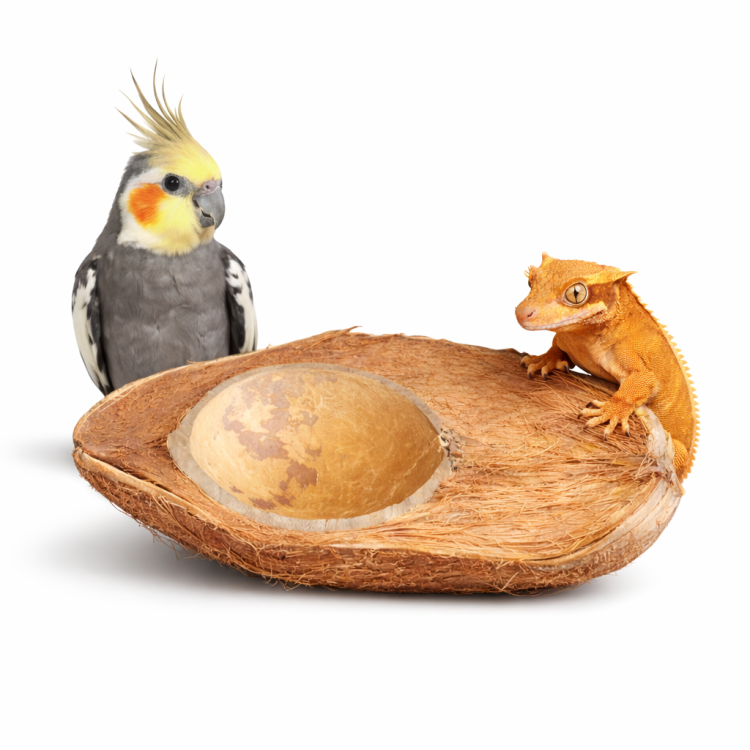 Naturalna Połówka Kokosa z Łupiną | Naturalna miseczka i element dekoracyjny dla papug i gadów od ParrotPlanet.pl