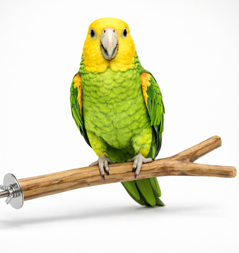 Naturalna Żerdź Drewniana 30,5 cm | Drewniana żerdź do klatki i woliery dla ptaków od ParrotPlanet.pl