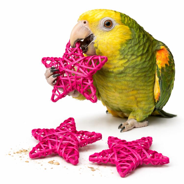 Naturalna Gwiazdka Java Różowa Mała - zabawka do łapki dla wszystkich papug od ParrotPlanet.pl