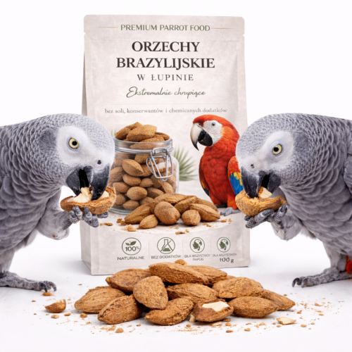 Premium Parrot Food | Orzechy Brazylijskie w łupinie | Naturalne smakołyki dla wszystkich papug 100g od ParrotPlanet.pl