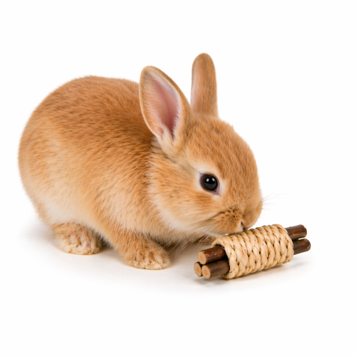 Zabawka do gryzienia dla gryzoni i królików drewno i siano 15 x 3 cm – ścieranie zębów i naturalna aktywność  od ParrotPlanet.pl