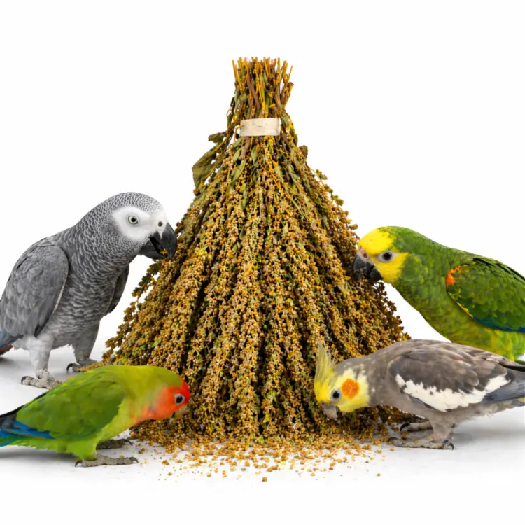 Tivo Amarantus w kłosach do chrupania dla wszystkich papug 150g od ParrotPlanet.pl