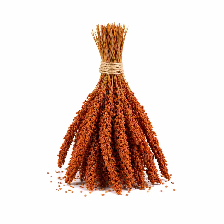 TIVO Spray Millet red- proso czerwone w kłosach 150g  od ParrotPlanet.pl