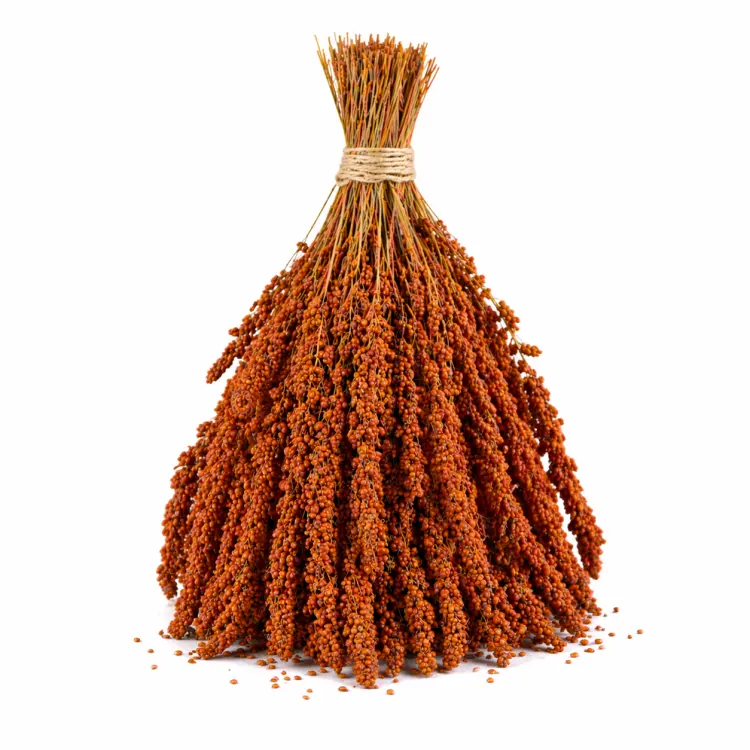 TIVO Spray Millet red- proso czerwone w kłosach 500g od ParrotPlanet.pl