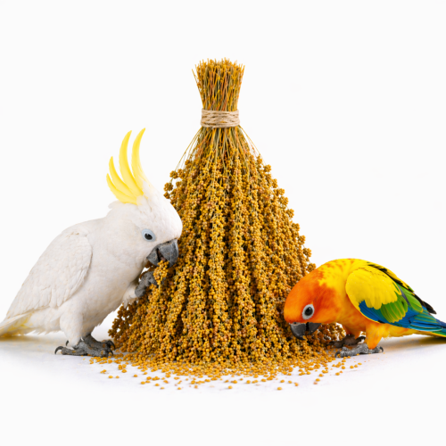 TIVO Spray Millet yellow- proso żółte w kłosach 500g  od ParrotPlanet.pl