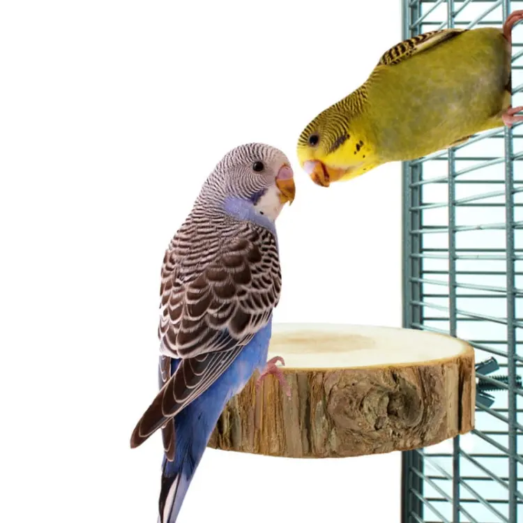 Drewniany Stolik dla PaPug Okrągły rozm.S/M od ParrotPlanet.pl