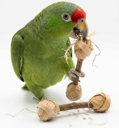Hantelki drewniane - zabawka dla wszystkich papug od ParrotPlanet.pl
