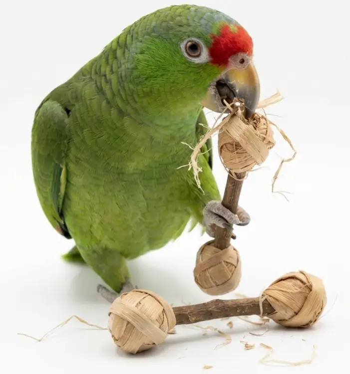Hantelki drewniane - zabawka dla wszystkich papug od ParrotPlanet.pl