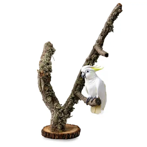 Stojak dla Papug | Drzewko Dąb Korkowy | na stół dla średnich papug | 60 cm od ParrotPlanet.pl