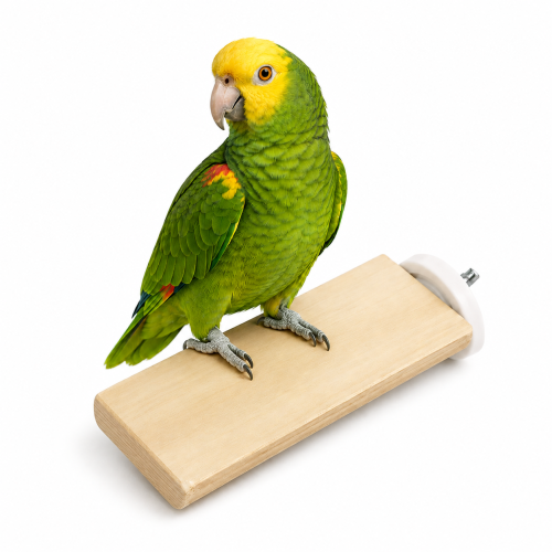 Żerdź dla papug z drewna Java – płaska, rozmiar M 20 cm od ParrotPlanet.pl