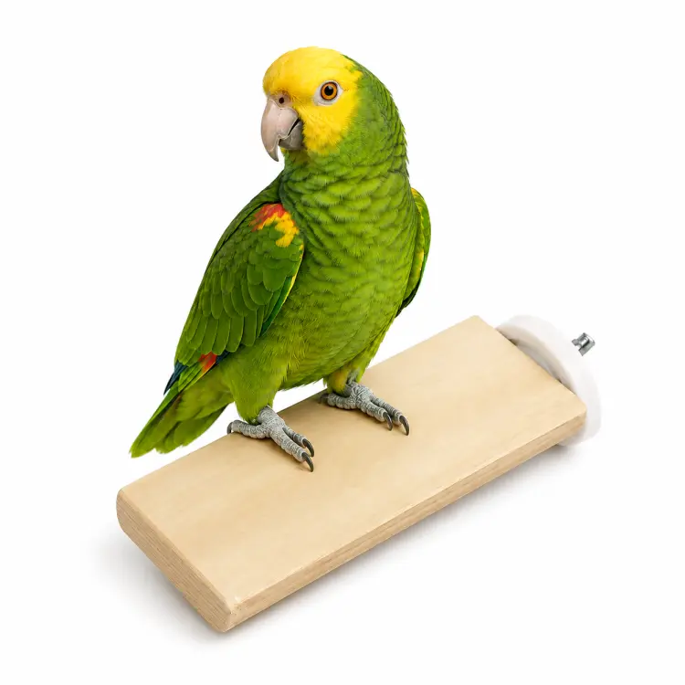 Żerdź dla papug z drewna Java – płaska, rozmiar M 20 cm od ParrotPlanet.pl