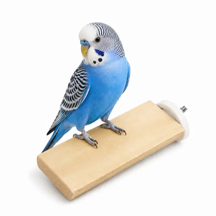 Żerdź dla papug z drewna Java – płaska, rozmiar S 10 cm od ParrotPlanet.pl