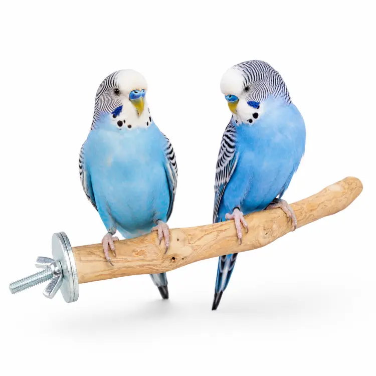 Żerdź Java S dla papug – naturalne drewno kawowca, 20 cm, Ø ok. 2 cm od ParrotPlanet.pl