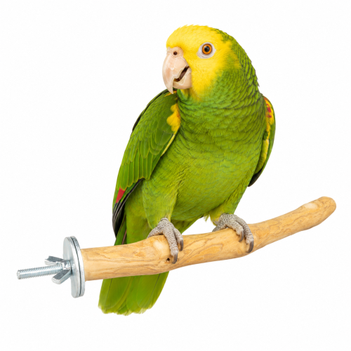 Żerdź Java L dla średnich i dużych papug – naturalne drewno kawowca, 40 cm, Ø ok. 3 cm ParrotPlanet.pl