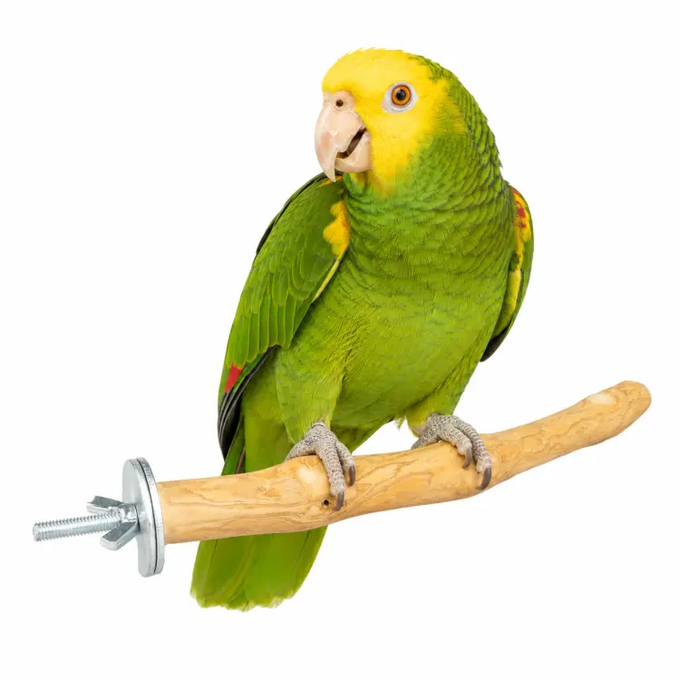 Żerdź Java L dla średnich i dużych papug – naturalne drewno kawowca, 40 cm, Ø ok. 3 cm ParrotPlanet.pl