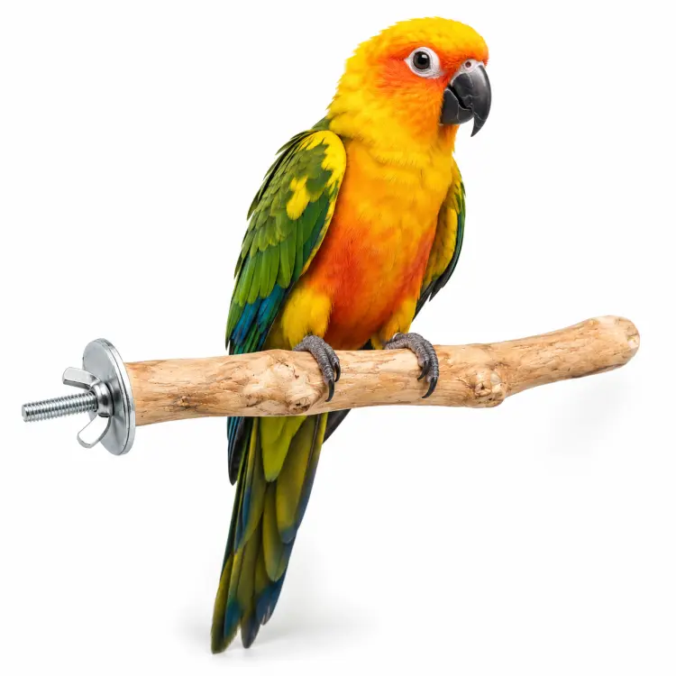 Żerdź Java M dla papug – naturalne drewno kawowca, 30 cm, Ø ok. 3 cm ParrotPlanet.pl