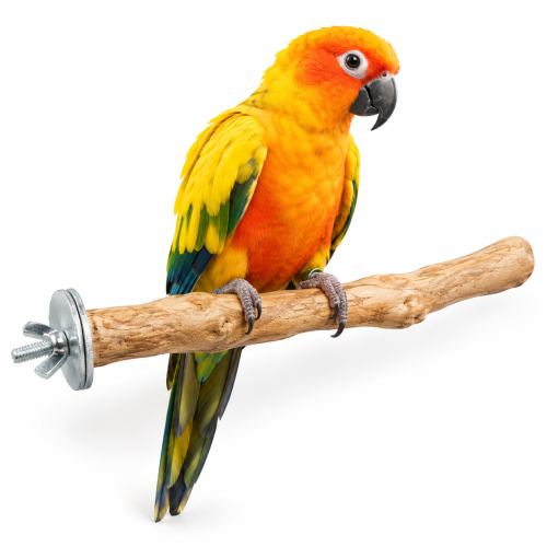 Żerdź Java M dla papug – naturalne drewno kawowca, 30 cm, Ø ok. 3 cm ParrotPlanet.pl