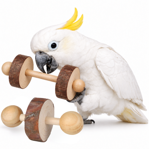 Mini hantle Naturalne - zabawka do łapki dla papug - 2 szt od ParrotPlanet.pl