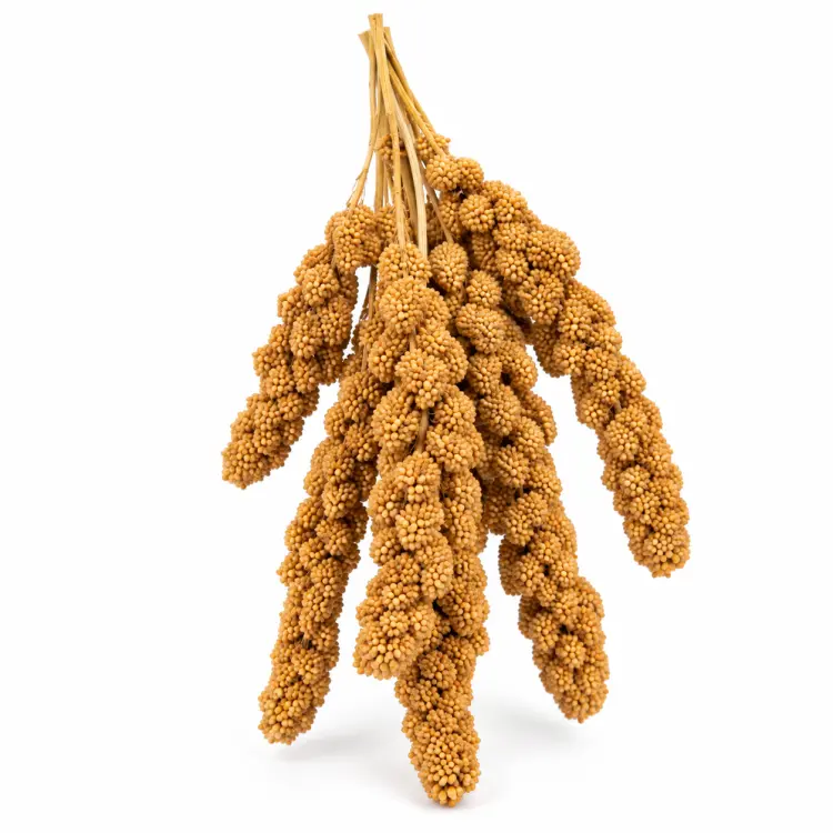 VITAPOL Proso Senegalskie dla wszystkich papug  100g od ParrotPlanet.pl