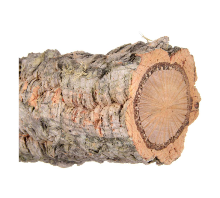 DąB Korkowy M - Żerdź naturalna dla średnich papug od ParrotPlanet.pl