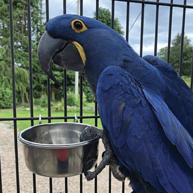 Miseczka metalowa ze stali nierdzewnej XL wieszana - 1,8 litra od ParrotPlanet.pl