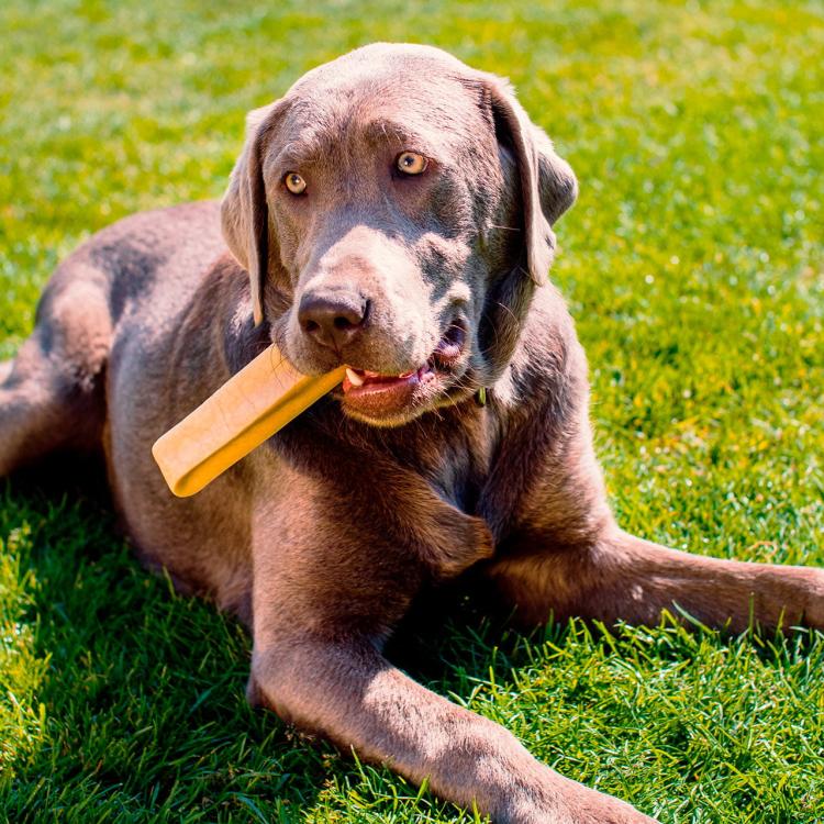 Yaky Chew Cheese Small - niskotłuszczowa, bezzbożowa przekąska dla psa na bazie sera rozm.S 30-50g od ParrotPlanet.pl