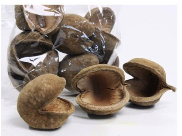 Buddha Nut XL - zabawka dla dużych i małych papug od ParrotPlanet.pl