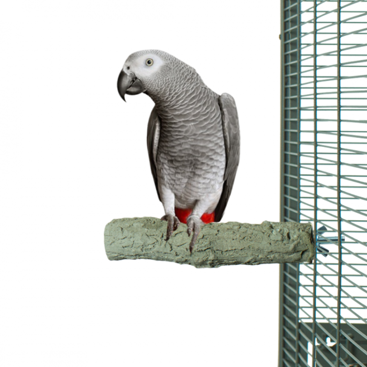Żerdź dla papug typu amazonka, bądź żako do pielęgnacji pazurów L 25x5 cm od ParrotPlanet.pl