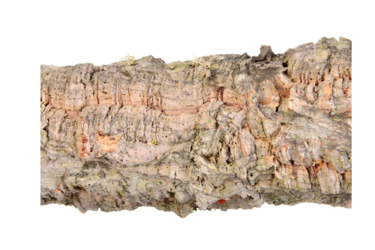 DąB Korkowy M - Żerdź naturalna dla średnich papug od ParrotPlanet.pl